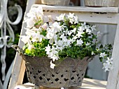 METAL PLANTER WITH WHITE AQUILEGIA AND CAMPANULA