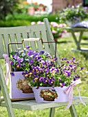 PANSIES IN BASKETS