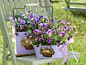 PANSIES IN BASKETS