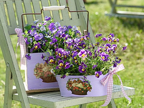 PANSIES_IN_BASKETS