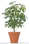 SCHEFFLERA