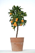 CITRUS TREE