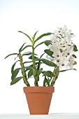 WHITE ORCHID, DENDROBIUM