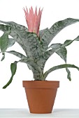 AECHMEA FASCIATA