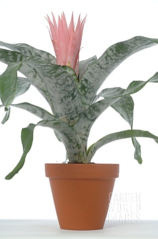 AECHMEA_FASCIATA