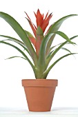 GUZMANIA