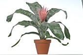 AECHMEA FASCIATA