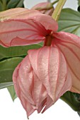 MEDINILLA MAGNIFICA