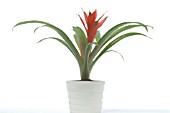 GUZMANIA