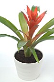 GUZMANIA