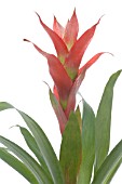 GUZMANIA