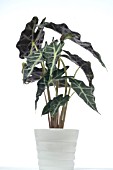 COLOCASIA