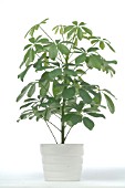 SCHEFFLERA