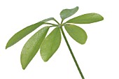 SCHEFFLERA