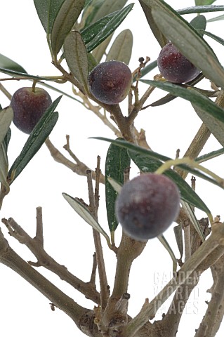 DETAIL_OF_OLIVE_TREE