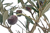 DETAIL OF OLIVE TREE