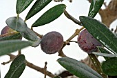 DETAIL OF OLIVE TREE