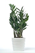 ZAMIOCULCAS ZAMIIFOLIA