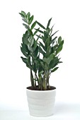 ZAMIOCULCAS ZAMIIFOLIA