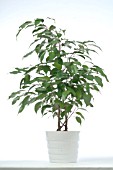 FICUS BENJAMINA