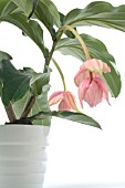 MEDINILLA