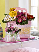 COLOURFUL PRIMULAS IN BAGS