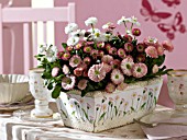 BELLIS PERENNIS IN A DECORATED FLOWERBOX