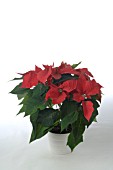 POINSETTIA