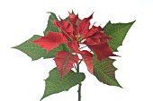 POINSETTIA