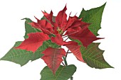 POINSETTIA