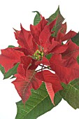 POINSETTIA