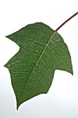 POINSETTIA LEAF