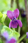 VIOLA ODORATA