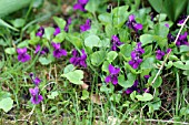 VIOLA ODORATA BY A LAWN