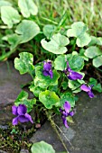 VIOLA ODORATA GROWING BETWEEN PAVING