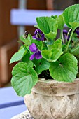 VIOLETS IN A FLOWER POT