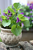 VIOLETS IN A FLOWER POT