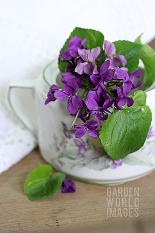 SPRIG_OF_VIOLETS_IN_A_SUGAR_POT