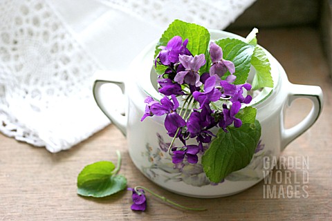 SPRIG_OF_VIOLETS_IN_A_SUGAR_POT