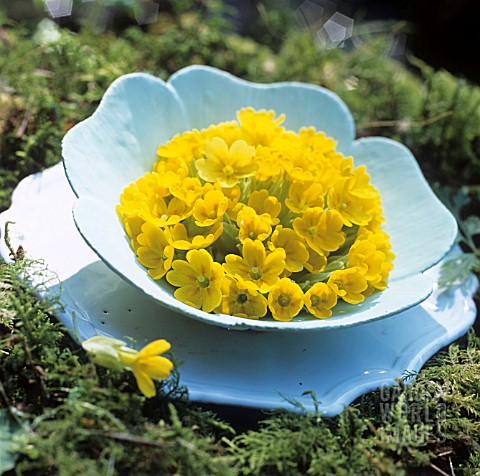 BOWL_MADE_OF_MODELLING_MATERIAL_WITH_PRIMULAS