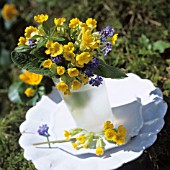 PRIMULAS IN A VASE