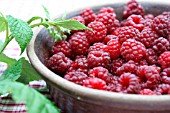 RUBUS IDAEUS, AMERICAN RED RASPBERRIES IN A BOWL