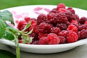 RUBUS IDAEUS, AMERICAN RED RASPBERRIES ON A PLATE