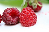 RUBUS IDAEUS, AMERICAN RED RASPBERRIES