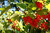 RED CURRANTS HANGING FROM BUSH