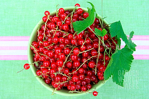 RED_CURRANTS_IN_A_BOWL