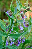 SYMPHYTUM OFFININALE (COMFREY)