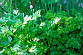 FLAT AND CURLED PARSLEY