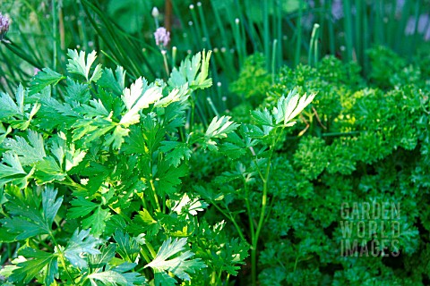 FLAT_AND_CURLED_PARSLEY