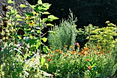 HERB GARDEN WITH ANETHUM GRAVEOLENS, ARTEMISIA VULGARIS AND CALENDULA OFFICINALIS